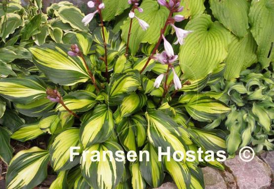 Hosta Rainbow's End